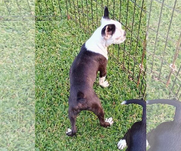 Medium Photo #3 Boston Terrier Puppy For Sale in Oakhurst, NJ, USA