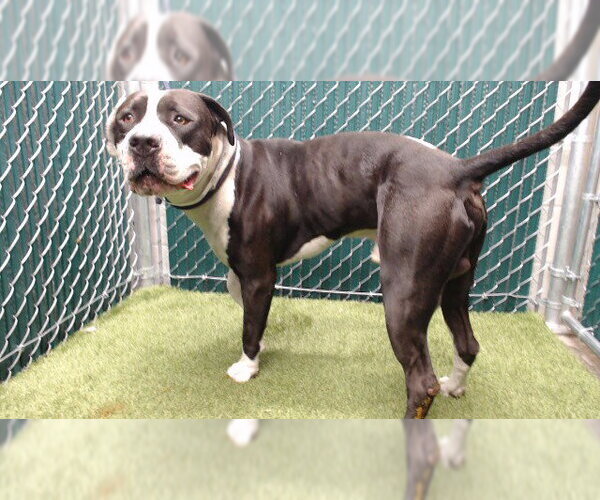 Medium Photo #1 Mutt Puppy For Sale in Downey, CA, USA