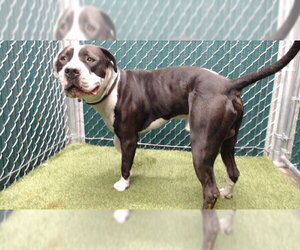 Mutt Dogs for adoption in Downey, CA, USA