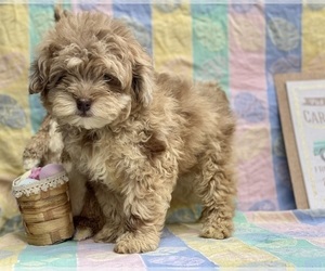 Schnoodle (Miniature) Puppy for sale in LANCASTER, PA, USA