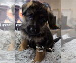 Puppy Puppy 1 German Shepherd Dog
