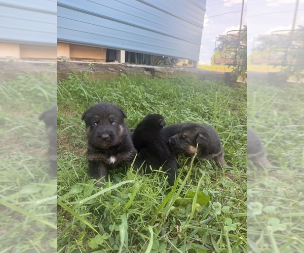 Medium Photo #4 German Shepherd Dog Puppy For Sale in MADISON, NC, USA