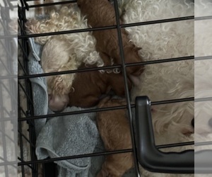 Poodle (Toy) Puppy for sale in ALEXANDRIA, VA, USA