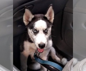 Siberian Husky Puppy for sale in TOMBALL, TX, USA