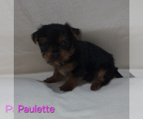 Medium Photo #7 Yorkshire Terrier Puppy For Sale in AZLE, TX, USA