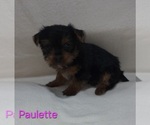 Small #6 Yorkshire Terrier