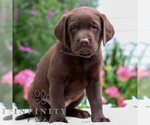 Small #3 Labrador Retriever