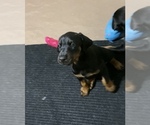 Small Photo #21 Doberman Pinscher Puppy For Sale in HUNTSBURG, OH, USA