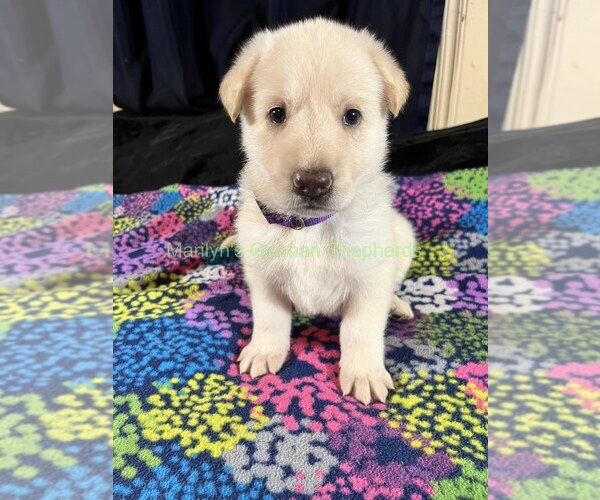 Medium Photo #1 German Shepherd Dog Puppy For Sale in PIEDMONT, MO, USA