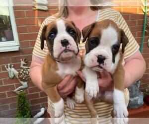 Boxer Puppy for sale in N HOLLYWOOD, CA, USA