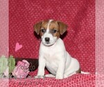 Small Jack Russell Terrier