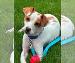 Small #1 Jack Russell Terrier Mix