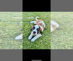Puppy Puppy 3 Saint Bernard