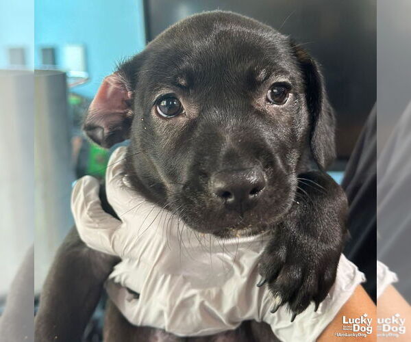 Medium Photo #5 Feist Terrier-Retriever  Mix Puppy For Sale in Washington, DC, USA