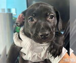 Small #4 Feist Terrier-Retriever  Mix