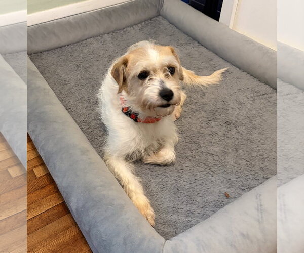 Medium Photo #3 Mutt Puppy For Sale in Brooklyn Center, MN, USA