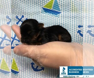 Yorkshire Terrier Puppy for sale in WINNSBORO, LA, USA