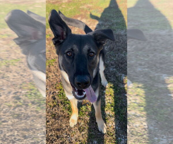 Medium Photo #3 German Shepherd Dog-Unknown Mix Puppy For Sale in Hillsboro, MO, USA