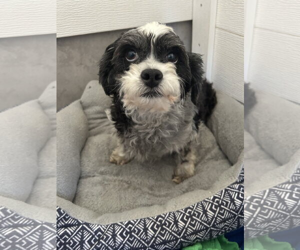 Medium Photo #1 Maltipoo (Miniature) Puppy For Sale in Pacolet, SC, USA