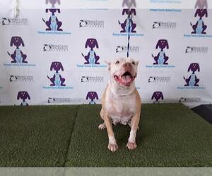 Bullypit Dogs for adoption in Orlando, FL, USA