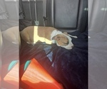 Small #5 American Pit Bull Terrier