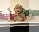 Small #3 Poodle (Miniature)