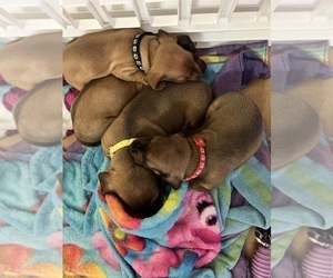 Dachshund Litter for sale in MYRTLE BEACH, SC, USA