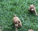 Small #6 Poodle (Standard)
