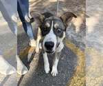 Small Siberian Husky Mix
