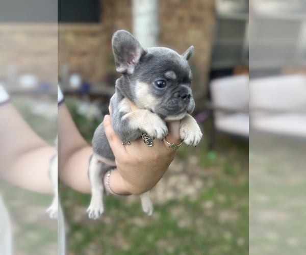 Medium Photo #4 French Bulldog Puppy For Sale in CRYSTAL CITY, TX, USA