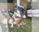Puppy 3 French Bulldog