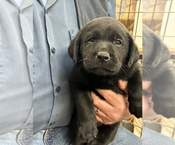 Medium Photo #1 Labrador Retriever Puppy For Sale in TENMILE, OR, USA