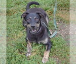 Small #5 German Shepherd Dog Mix