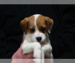 Puppy 2 Parson Russell Terrier