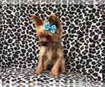 Small Photo #13 Yorkshire Terrier Puppy For Sale in LAKELAND, FL, USA