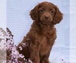Small Photo #4 Cock-A-Poo-Poodle (Miniature) Mix Puppy For Sale in MILLERSBURG, PA, USA