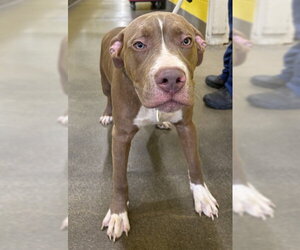 Mutt Dogs for adoption in Forestville, MD, USA