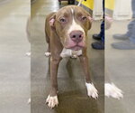 *CALVIN - Male Mutt Dog for Adoption - Small photo