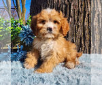 Small Photo #24 Cavapoo (Miniature)-Poodle (Standard) Mix Puppy For Sale in CAPAC, MI, USA