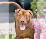 Small #2 American Pit Bull Terrier-Labrador Retriever Mix