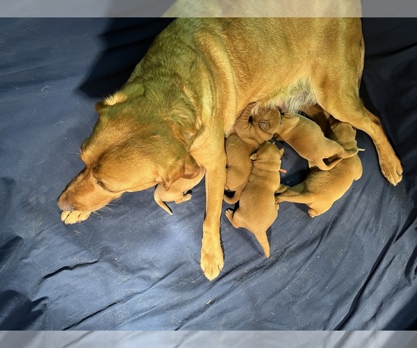 Medium Photo #1 Labrador Retriever Puppy For Sale in GORDONSVILLE, VA, USA