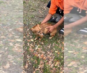 Chihuahua Dogs for adoption in Palmetto, FL, USA