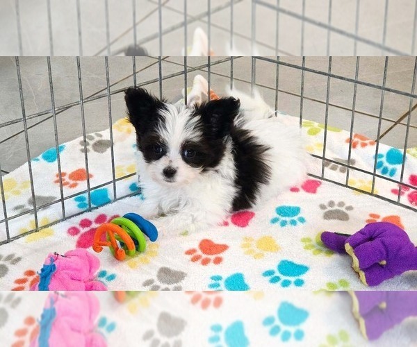 Medium Photo #4 Papitese Puppy For Sale in ORO VALLEY, AZ, USA