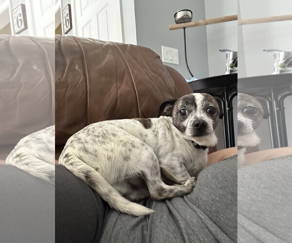 Medium Photo #3 Chihuahua-Weimaraner Mix Puppy For Sale in Stephens City, VA, USA