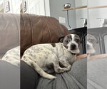 Small #2 Chihuahua-Weimaraner Mix