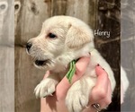 Puppy Henry Labrador Retriever
