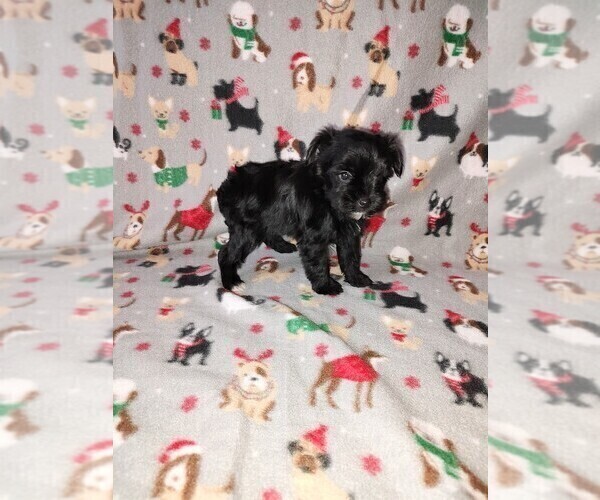 Medium Photo #26 YorkiePoo Puppy For Sale in LAPEER, MI, USA