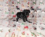Small Photo #26 YorkiePoo Puppy For Sale in LAPEER, MI, USA