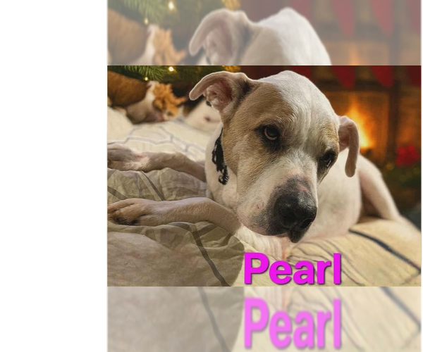 Medium Photo #1 Bullboxer Pit Puppy For Sale in Springdale, PA, USA