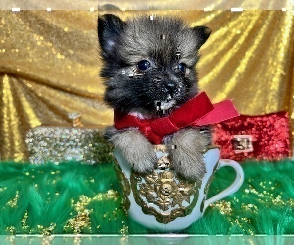 Medium Photo #18 Pomeranian Puppy For Sale in HAYWARD, CA, USA
